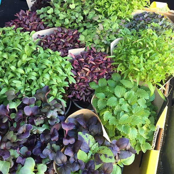 wINDOWSILL-hERBS-mICROHERBS