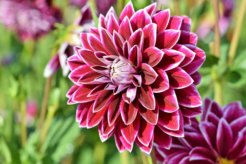 Burgon-and-Ball-British-bloom-dahlia