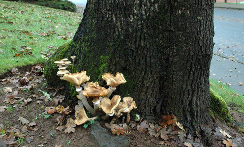 fungus on tree trunk