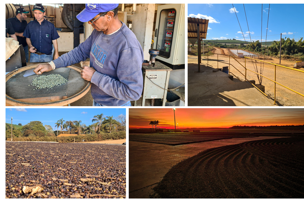 Collage of 200 degrees coffee farm sourcing process