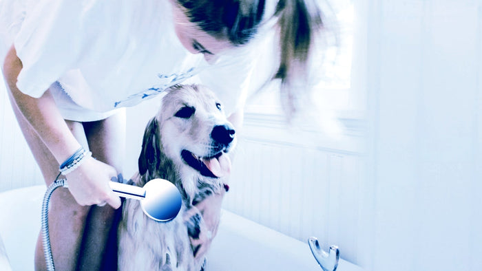 Une jeune femme douche un chien dans une salle de bain avec la pomme de douche Prosecco