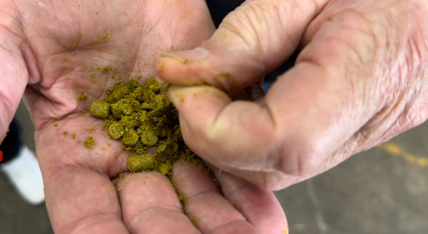 NZ Hops Cryo pellets rubbing in hands and fingers