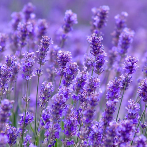 lavender for acne treatment