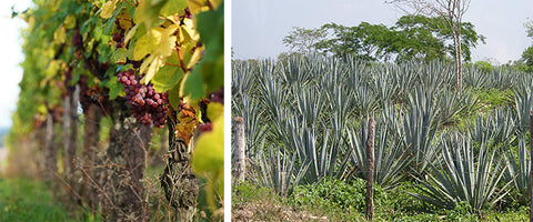 Wine vines and agave field