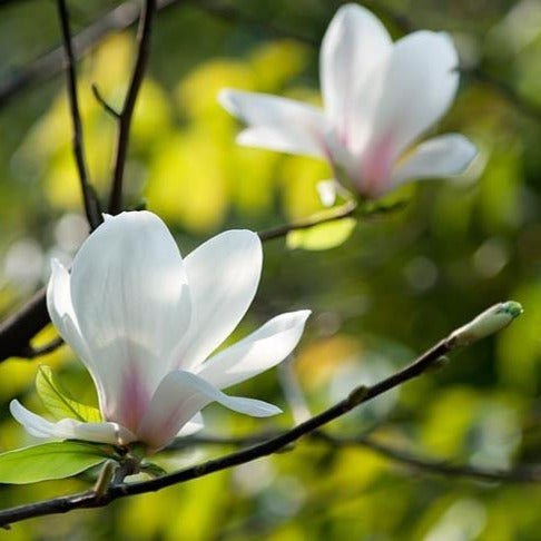 Magnolias for Sale – Arbode Garden + Home