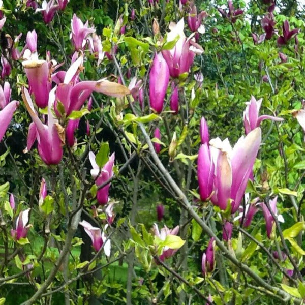 Magnolia | Ricki – Arbode Garden + Home