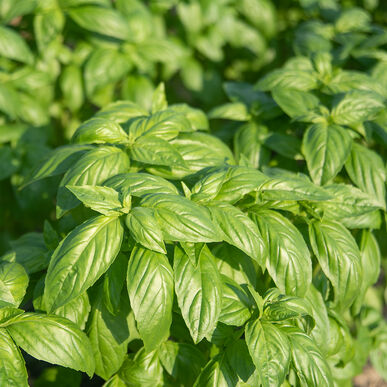 Herb, Basil, Prospera – PFP Farm Store