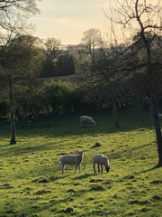lambs in Little Pomona orchard