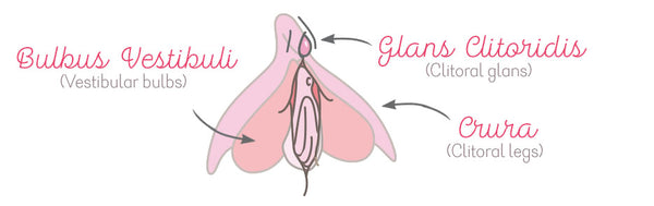 Anatomical Drawing of the Clitoris
