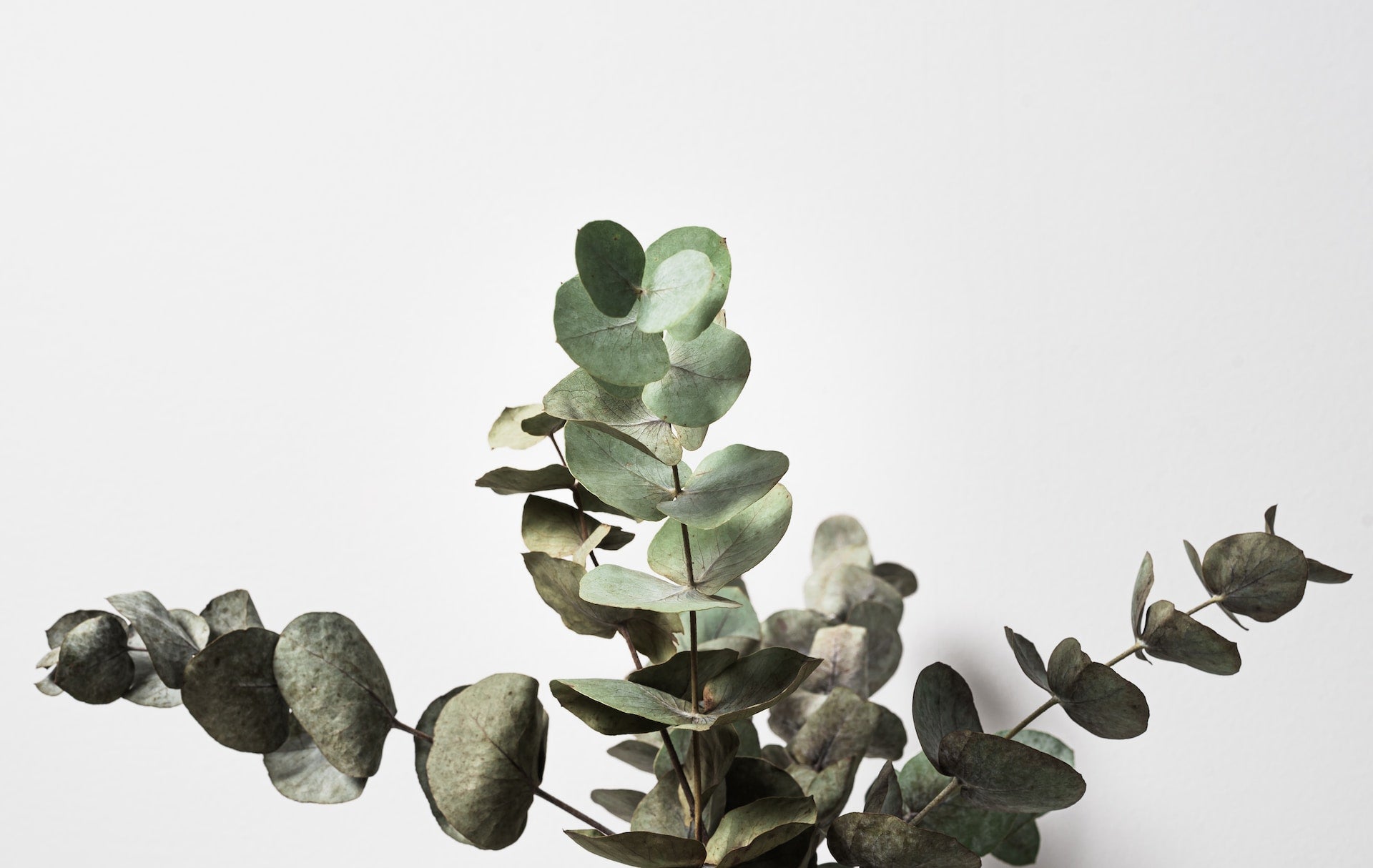 Where Can I Get Fresh Eucalyptus? | Self-Care Shower