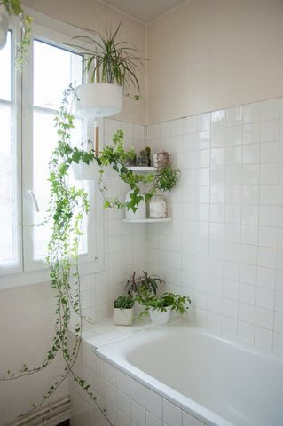 plants hanging in bathroom