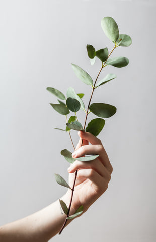 hand holding eucalyptus stem against grey background