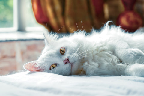 white cat lying down