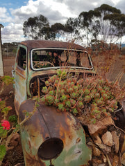 Car reclaimed by nature
