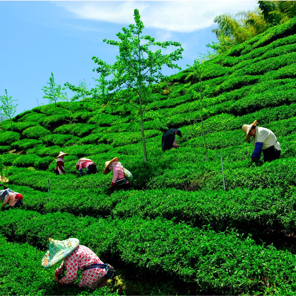 china tea farm