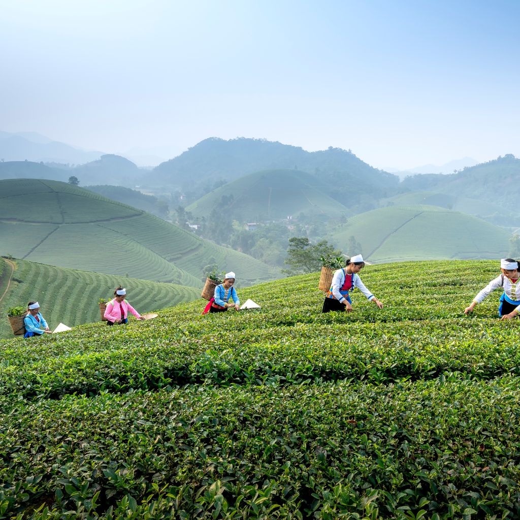 vietnam tea farm