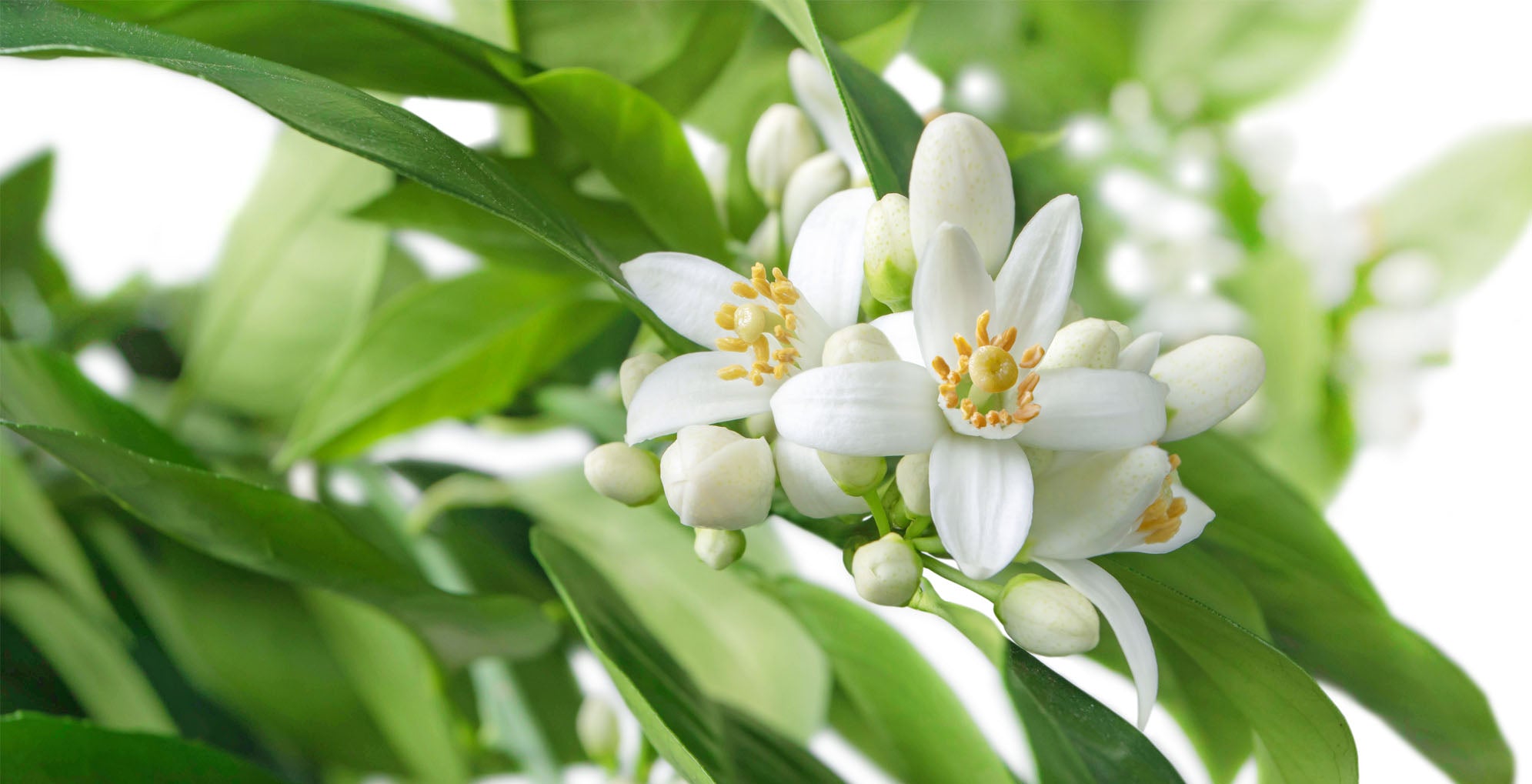 Neroli