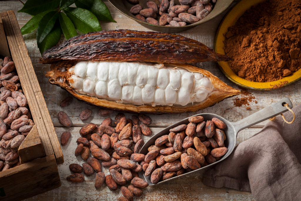 Cacao bean with cocoa beans, nibs and powder