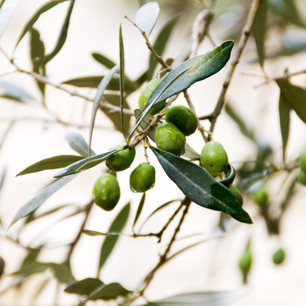 Olive branches