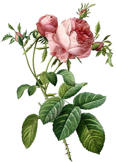 rose essential oil is aphrodisiac and healing