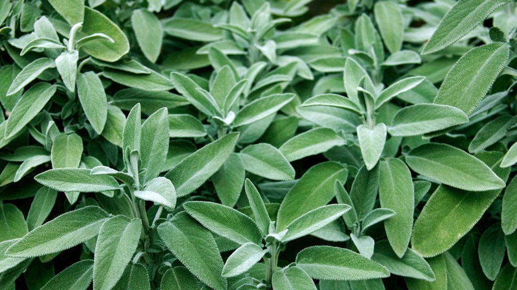 Sage is traditionally used when weaning.
