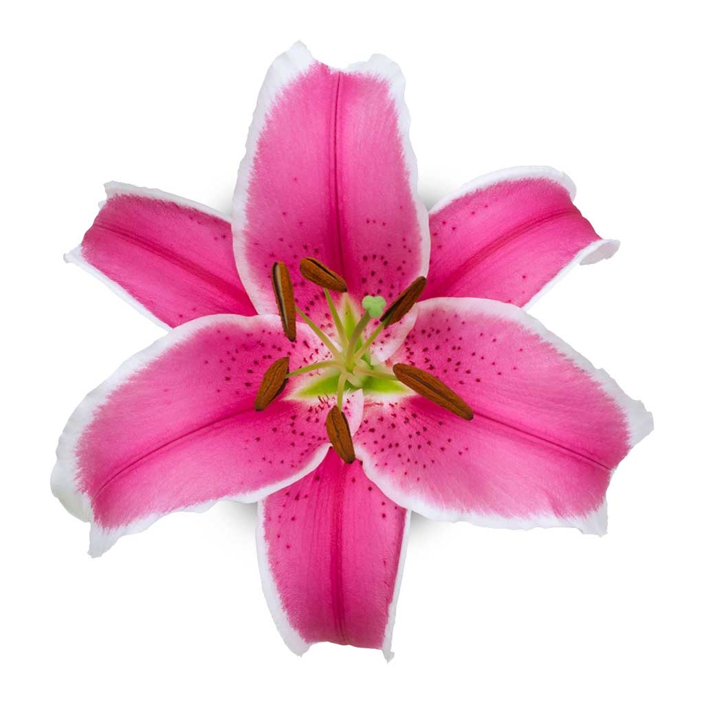 OR Lilies Mambo • Asiri Blooms