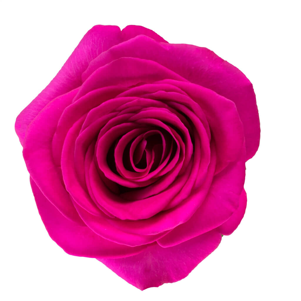 Rose Topaz Hot Pink 40cm - Wholesale - Blooms By The Box