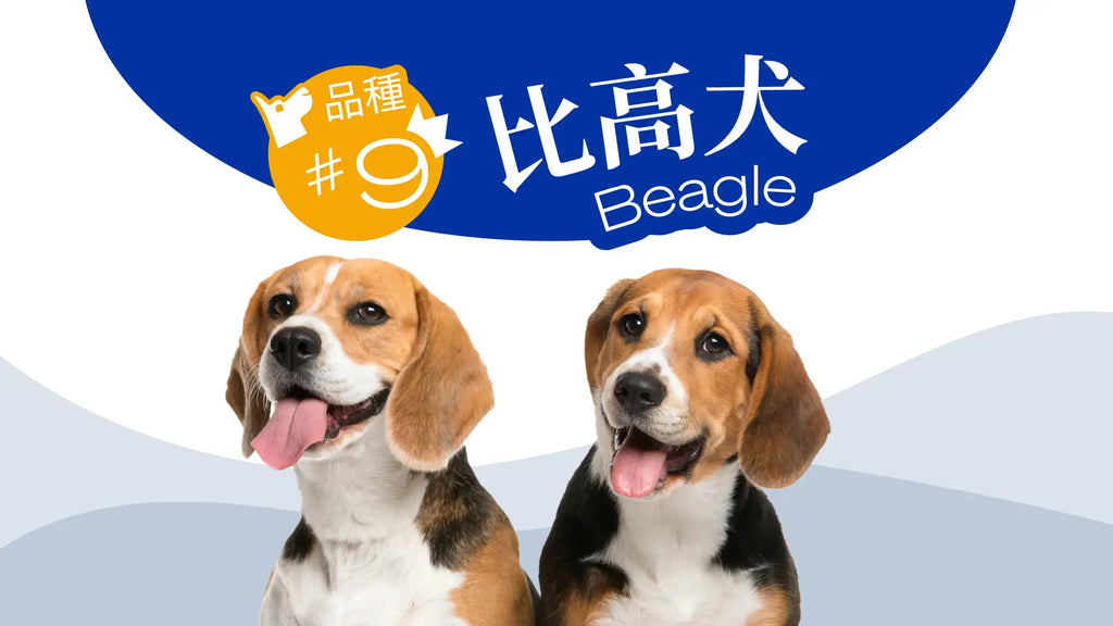 DOG BREED #9 – Beagle
