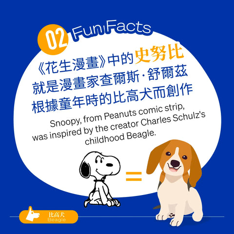 Snoopy, from the famous Peanuts comic strip, was inspired by the creator Charles Schulz's childhood Beagle, Spike.