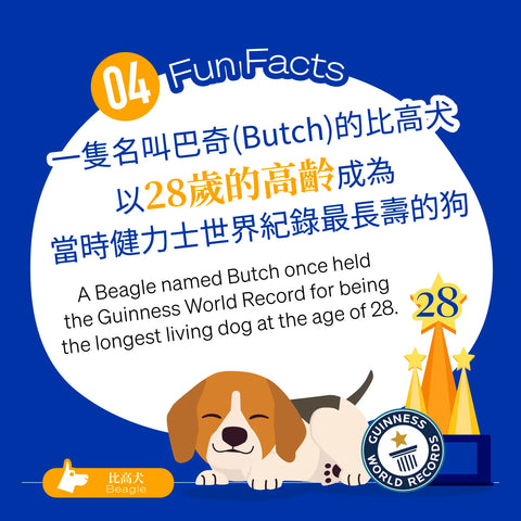 A Beagle named Butch once held the Guinness World Record for being the longest living dog at the age of 28.