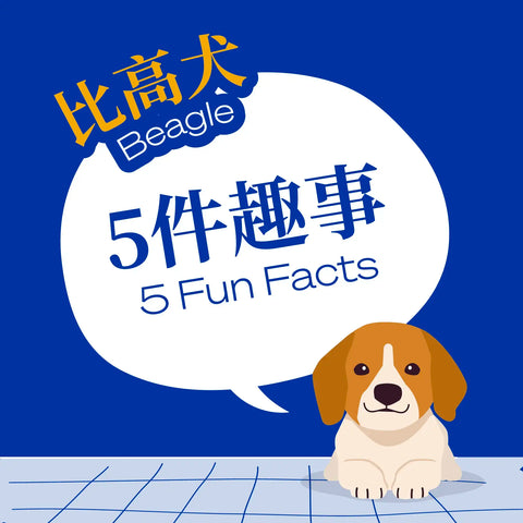 Five Fun Facts-Beagle