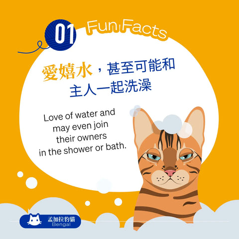 Bengals are known for their love of water and may even join their owners in the shower or bath.