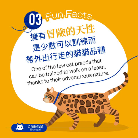 Bengals are one of the few cat breeds that can be trained to walk on a leash, thanks to their adventurous nature.