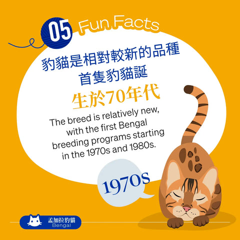 The breed is relatively new, with the first Bengal breeding programs starting in the 1970s and 1980s.