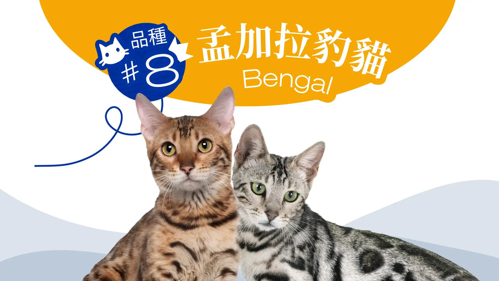 Breed-Bengal Cats