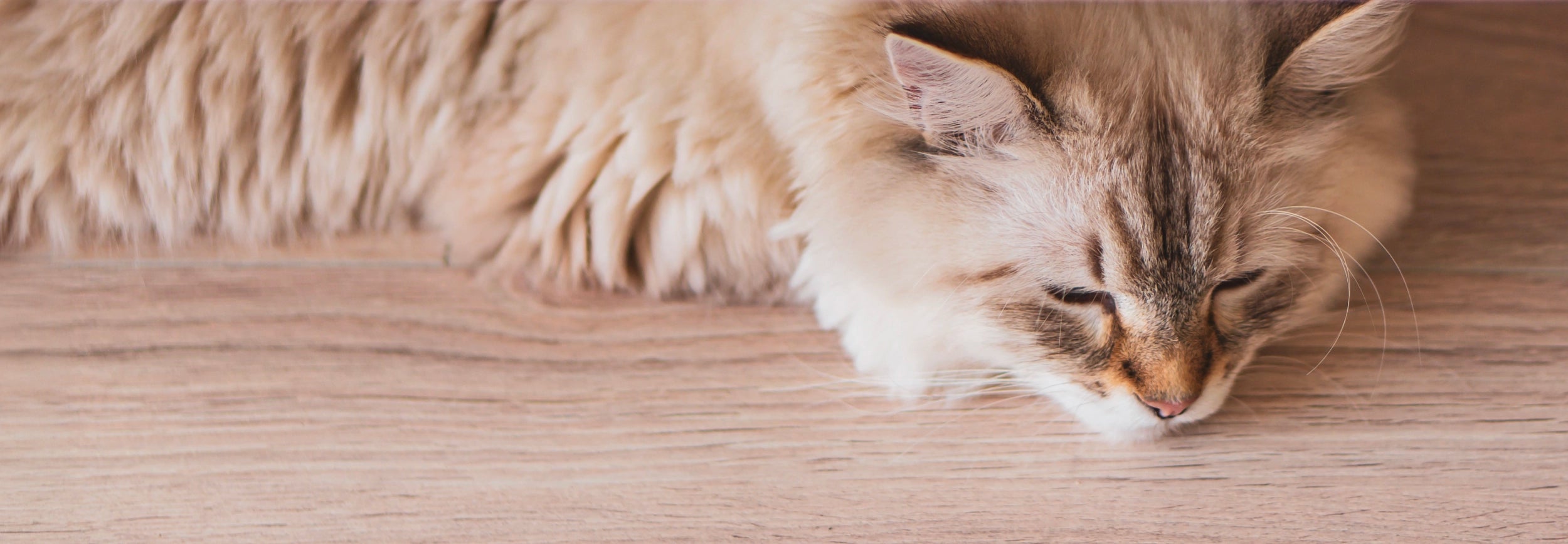 Basic Treatments for Cat Skin Problems