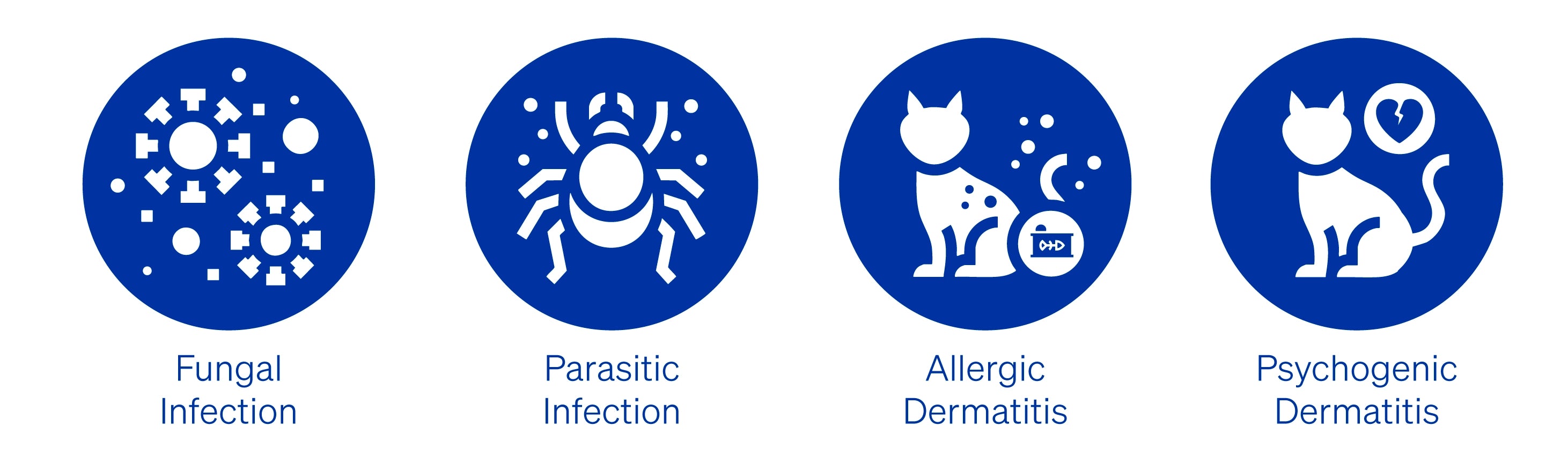 4 Common Types of Cat Skin Diseases