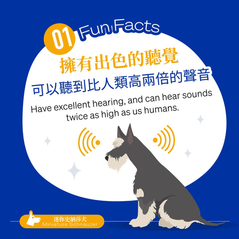 Miniature Schnauzers have excellent hearing, and can hear sounds twice as high as us humans.