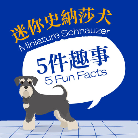 Miniature Schnauzer-Five Fun Facts