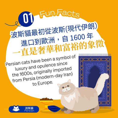 Persian cats have been a symbol of luxury and opulence since the 1600s, originally imported from Persia (modern-day Iran) to Europe.