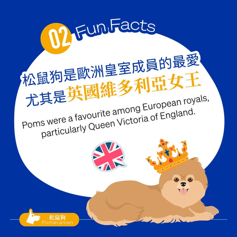 Pomeranians were a favourite among European royals, particularly Queen Victoria of England. Her interest in the breed helped popularize Pomeranians in the 19th century.