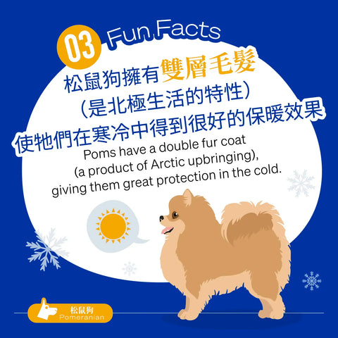Pomeranians have a double fur coat (a product of their Arctic upbringing), giving them great protection in the cold