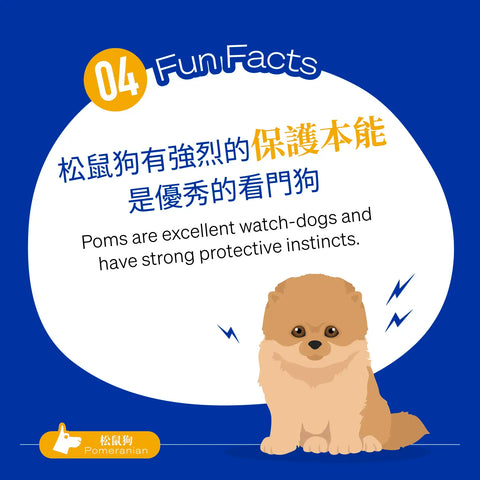 Poms are excellent watch-dogs and have strong protective instincts.