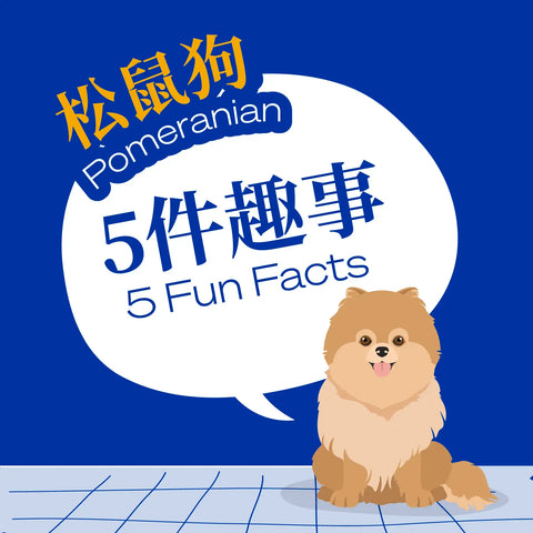 5 Fun Facts-Pomeranian