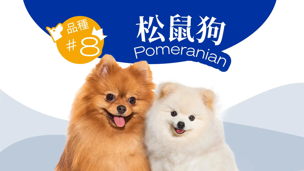 Pomeranian Blog