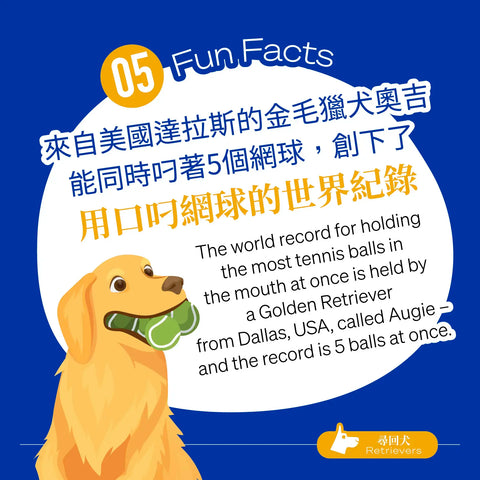 The world record for holding the most tennis balls in the mouth at once is held by a Golden Retriever from Dallas, USA, called Augie – and the record is 5 balls at once.