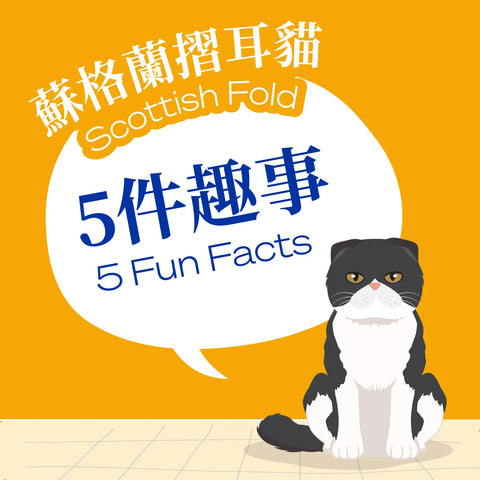 Scottish Fold-Five Fun Facts