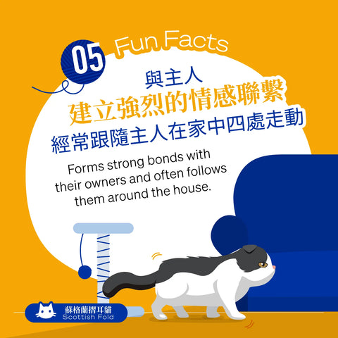 This breed is particularly known for forming strong bonds with their owners and often follows them around the house.