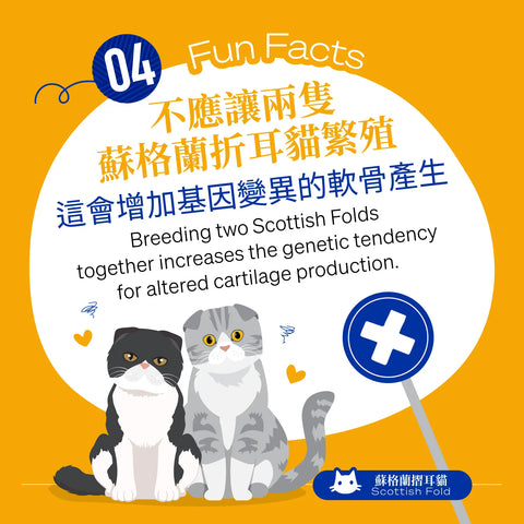 Two Scottish folds should not be bred together, as this will increase the genetic tendency to altered cartilage production, affecting not only the ears but also the joints.