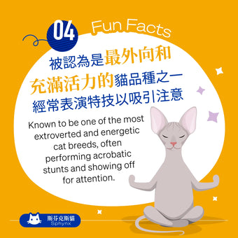 They are known to be one of the most extroverted and energetic cat breeds, often performing acrobatic stunts and showing off for attention.